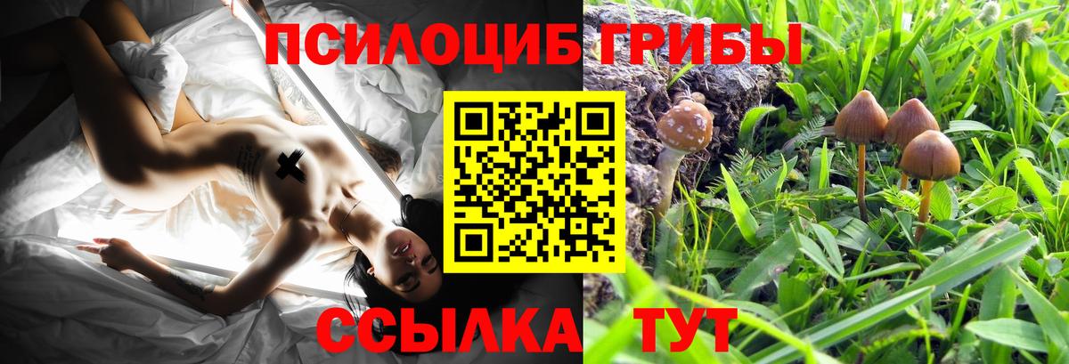 Полысаево  Псилоцибиновые грибы прущие грибы  Вход с VPN  Псилоцибиновые грибы мицелий 